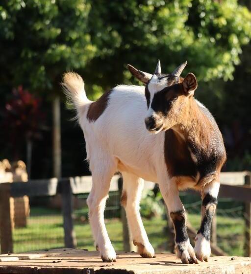 Общежитие Solar Maria Carolina