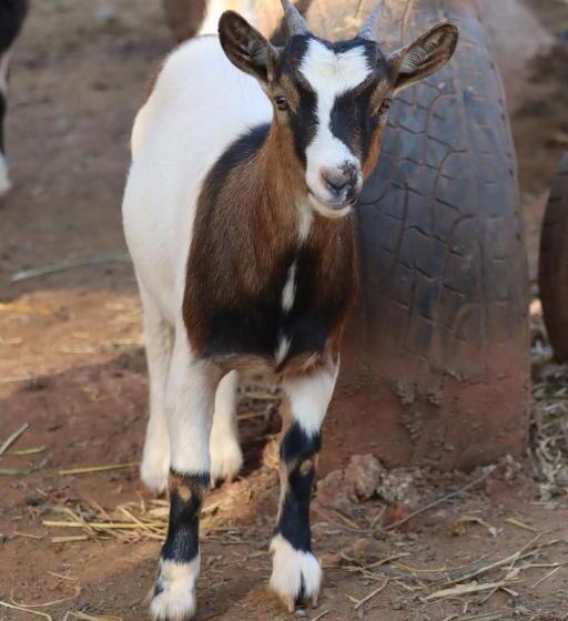 Общежитие Solar Maria Carolina