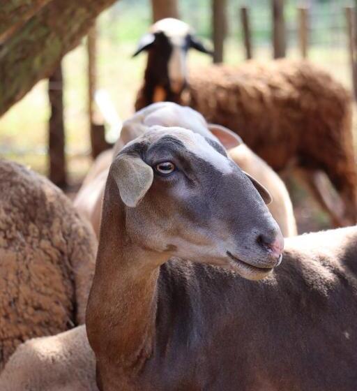 Общежитие Solar Maria Carolina