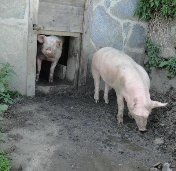 فندق Brandebengut