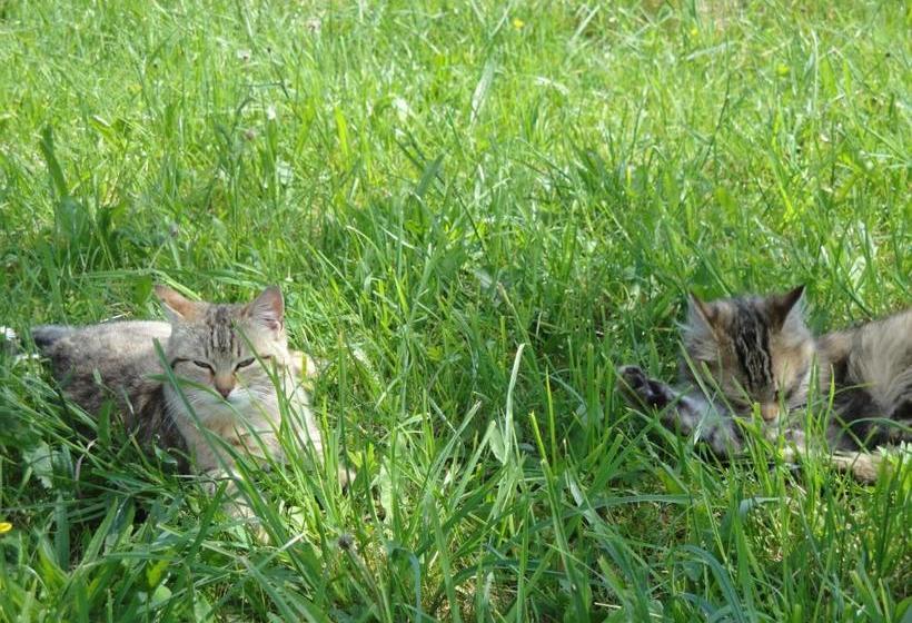 فندق Brandebengut