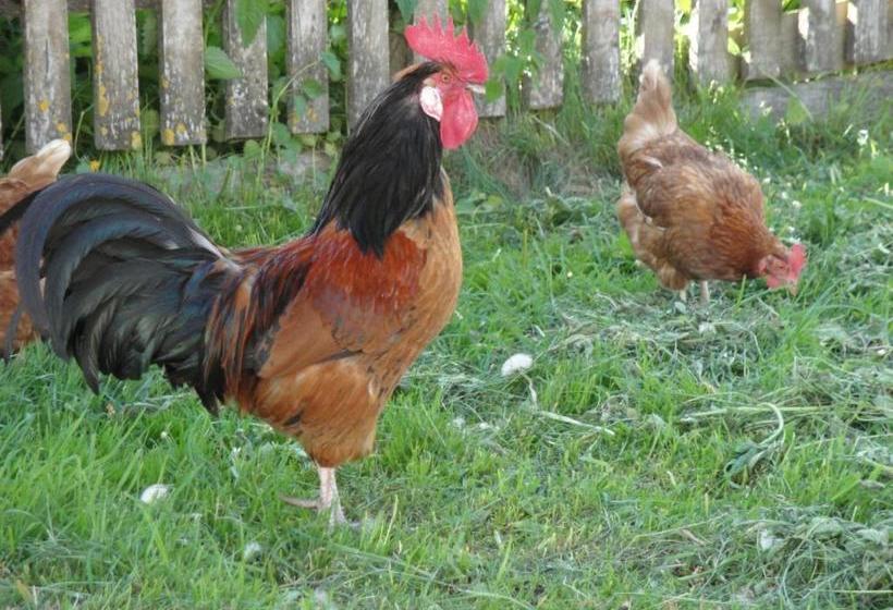 فندق Brandebengut