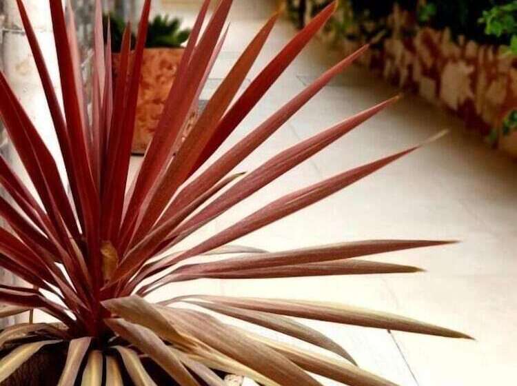 پانسیون Tell Madaba