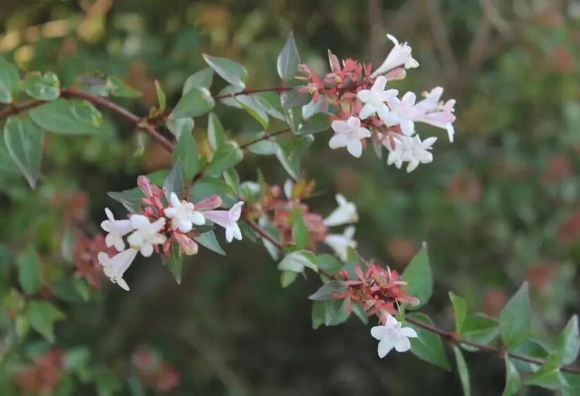 Retkeilymaja Melodias Posada Boutique