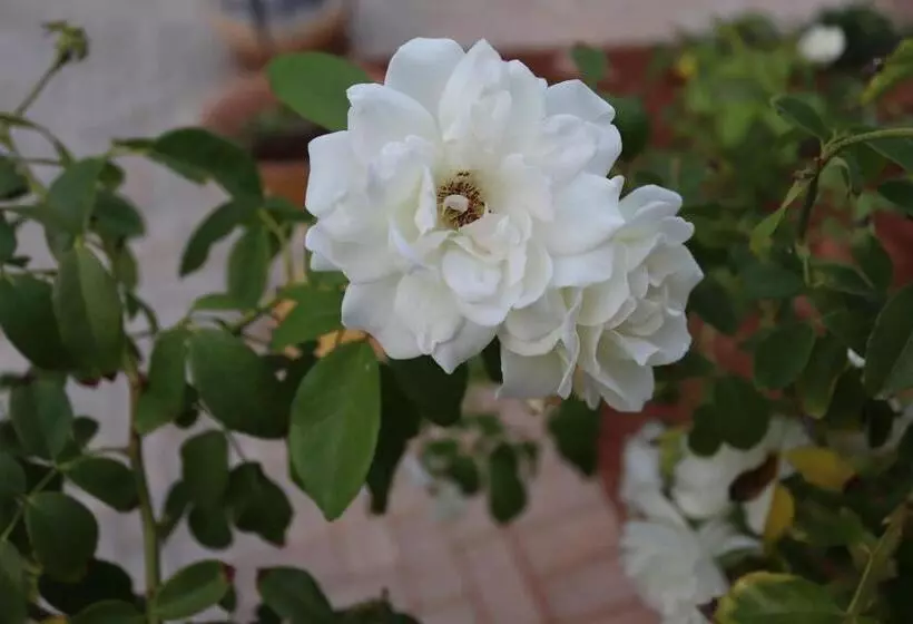 Majatalo Housemartin Guest House