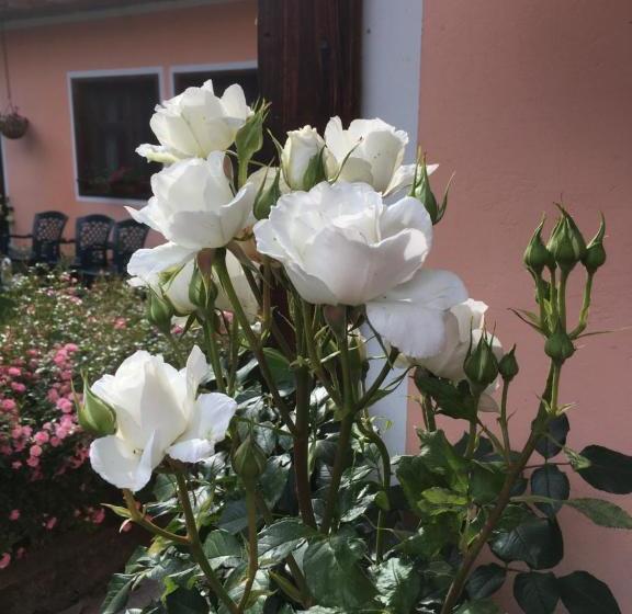 פנסיון Bobi Guest House