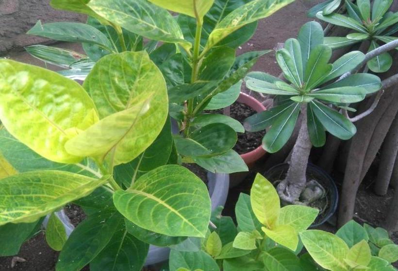 Пансион Koi Gili Guest House