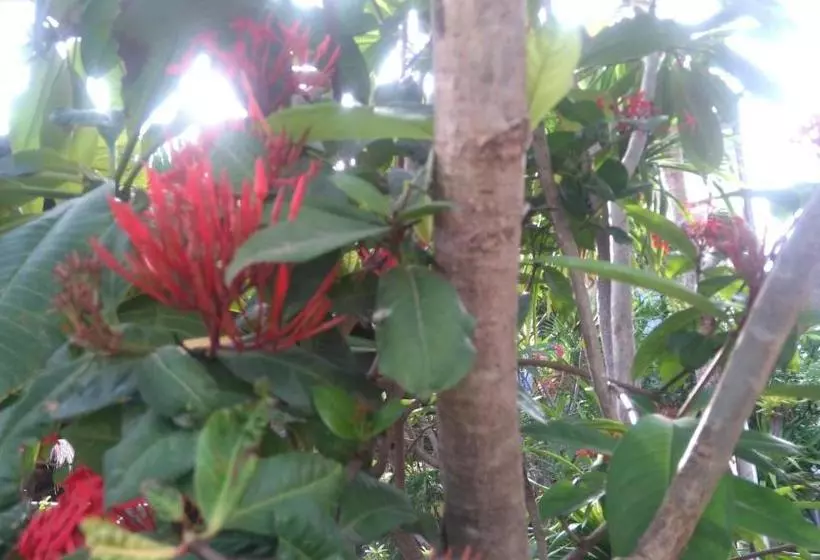 پانسیون Koi Gili Guest House