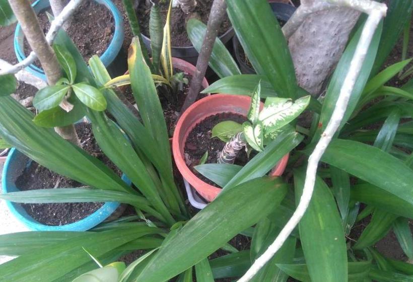 Пансион Koi Gili Guest House