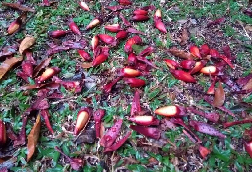 Pension Recanto Da Mata Pousada