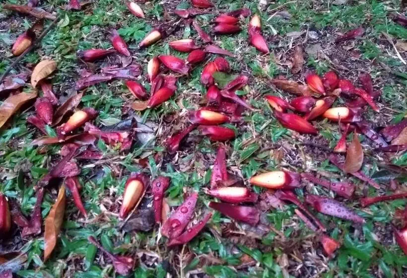 Majatalo Recanto Da Mata Pousada