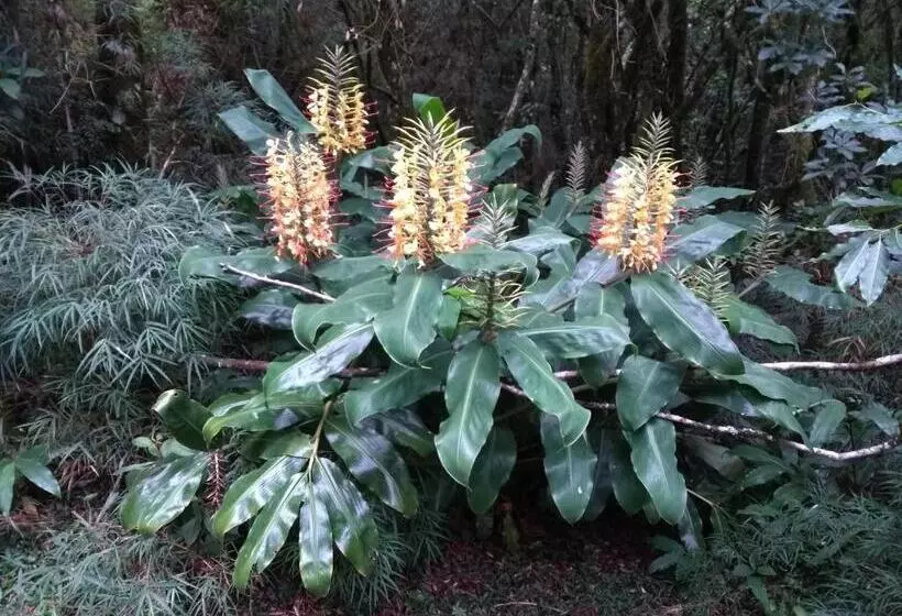Majatalo Recanto Da Mata Pousada