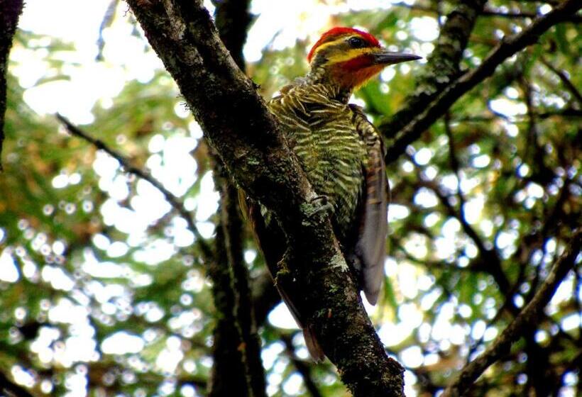 Pension Recanto Da Mata Pousada