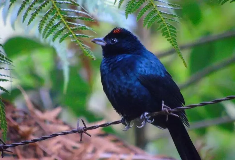 Majatalo Recanto Da Mata Pousada