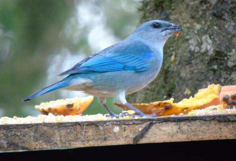 Pension Recanto Da Mata Pousada