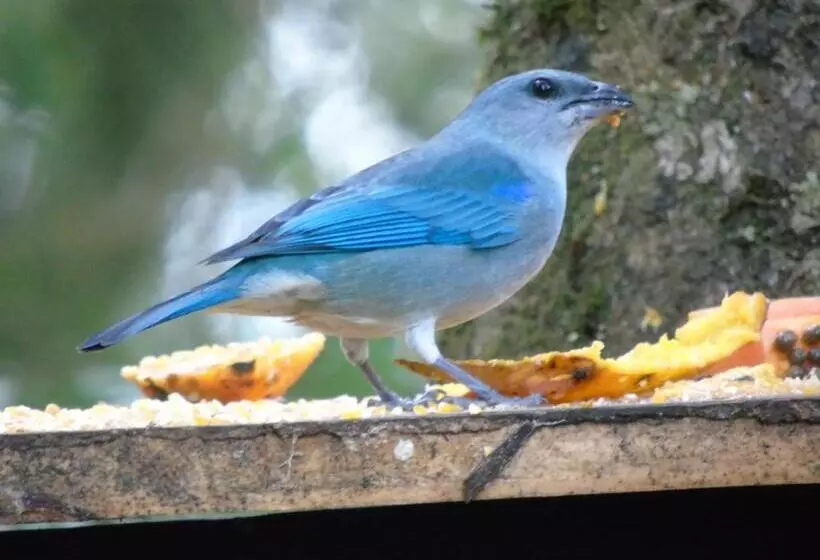 Majatalo Recanto Da Mata Pousada