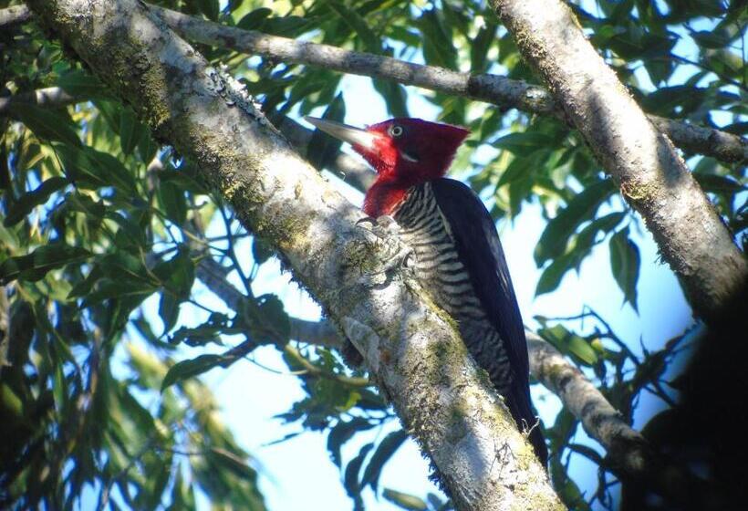 Pension Recanto Da Mata Pousada