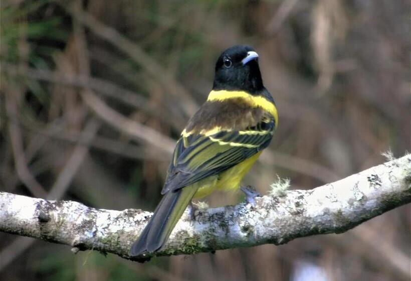 Pension Recanto Da Mata Pousada