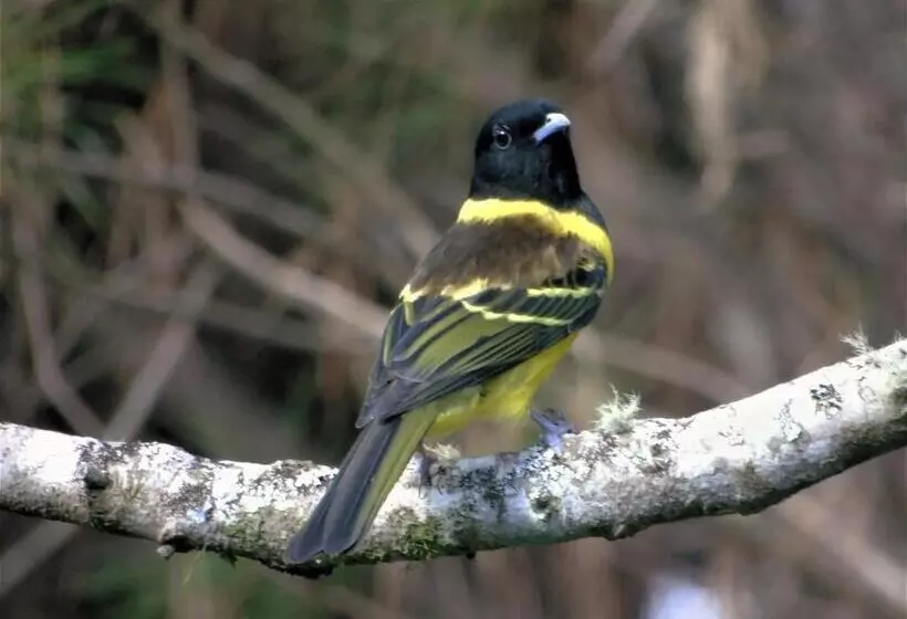 Majatalo Recanto Da Mata Pousada