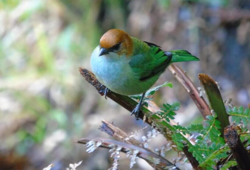 Pension Recanto Da Mata Pousada