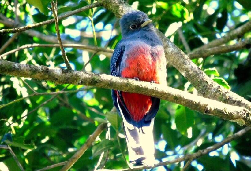 Pension Recanto Da Mata Pousada