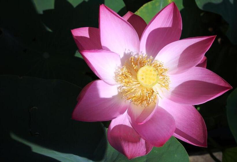 پانسیون Vila Carlos