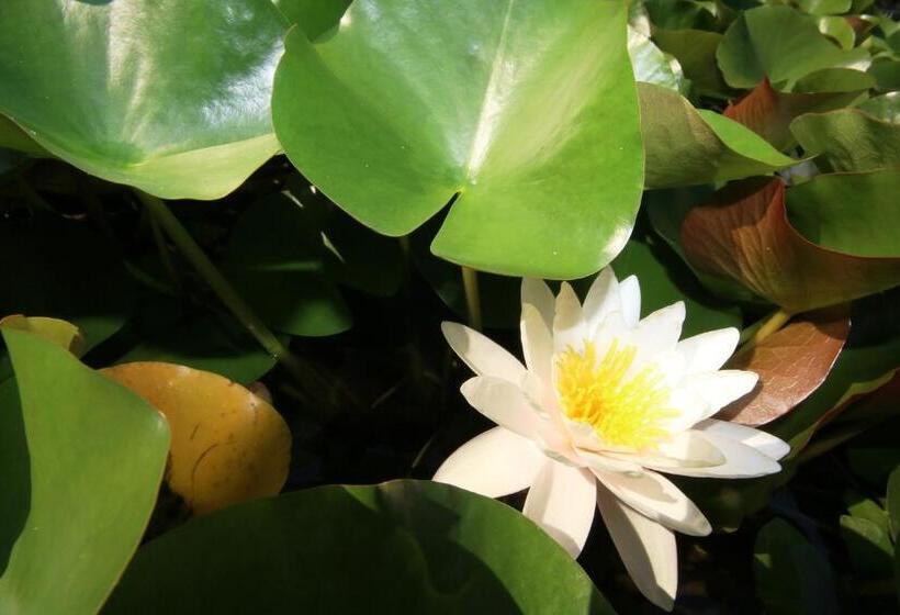 پانسیون Vila Carlos