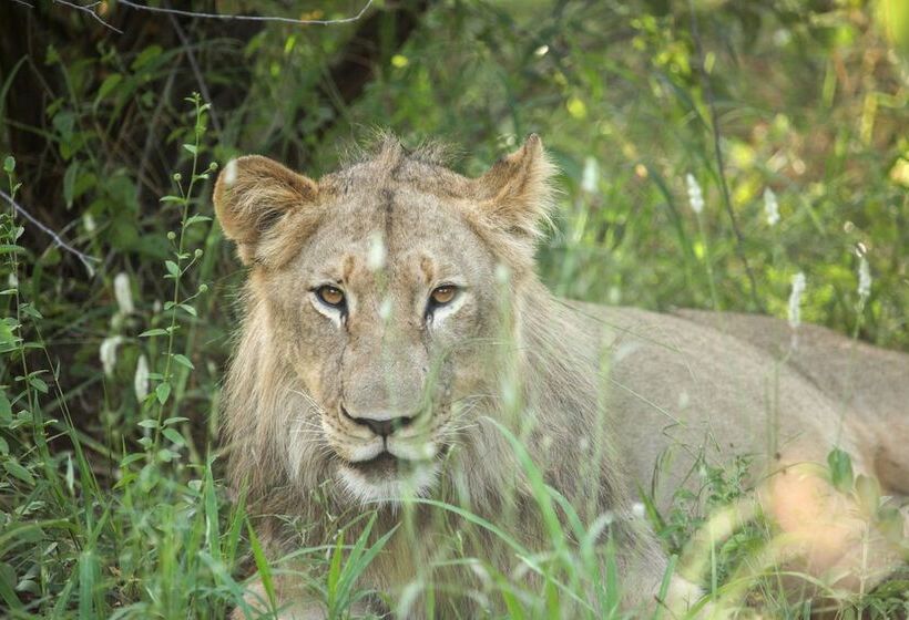 호텔 Little Garonga