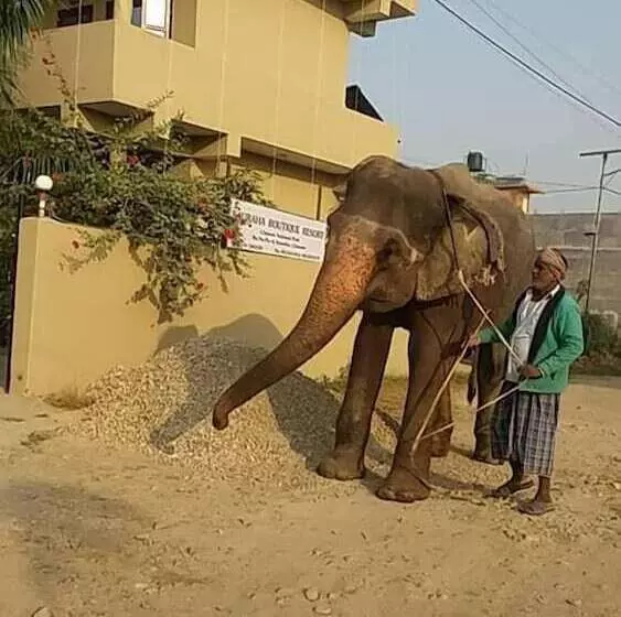 هتل Sauraha Boutique Resort