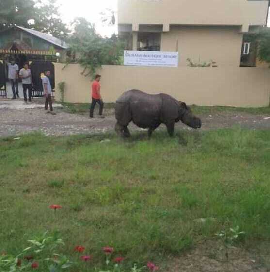 هتل Sauraha Boutique Resort