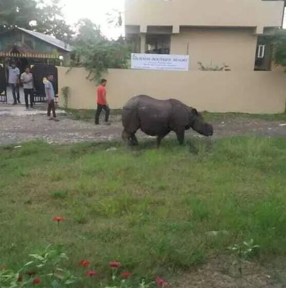 هتل Sauraha Boutique Resort