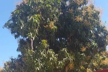 민박 Hostal Los Mangos