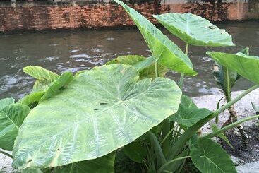 아파트호텔 Baan Wanchart