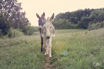 مبيت وإفطار A Clairefontaine
