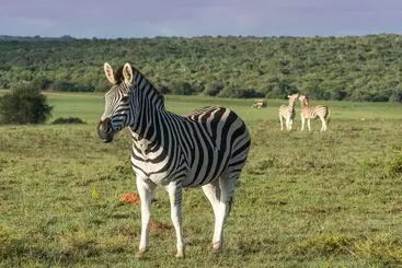 Hotelli Shamwari Sindile