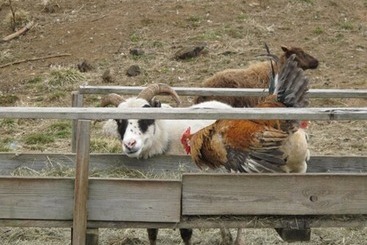 پانسیون Lamb Inn öngulsstaðir