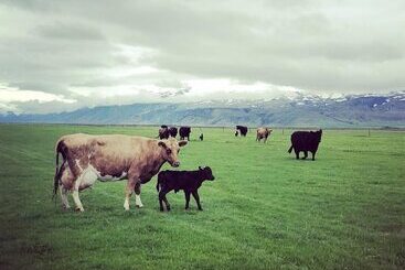 Отель Hótel Fljótshlíd