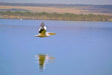 هتل Sirville Lake Elementaita Lodge
