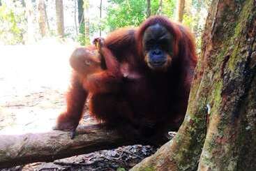 پانسیون Bugis Inn