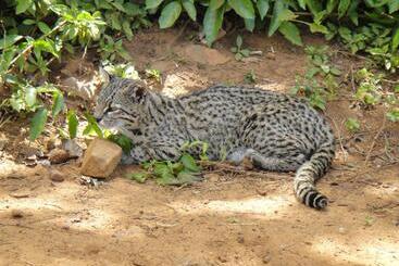 ユースホステル Iberá Porá