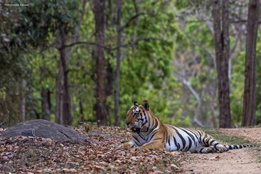 酒店 Taal Tiger Retreat