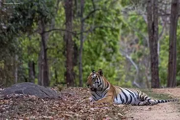 Hotelli Taal Tiger Retreat