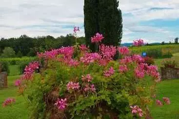 Lantligt Hotell Agriturismo Il Sole Verde