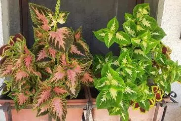 Bed and Breakfast Artenatura Beb