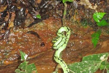 Hotel Explorer By Eco Team   Sinharaja