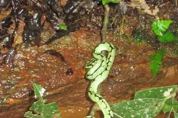 Hotelli Explorer By Eco Team   Sinharaja