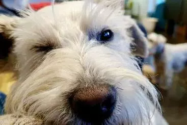 Bed and Breakfast The Orange Fox Lux Room And Hot Tub At The Grumpy Schnauzer Guest House