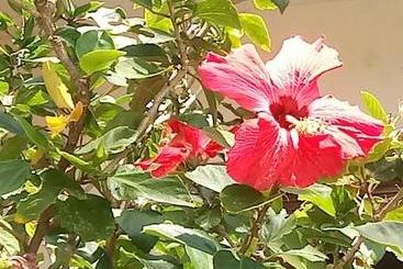 Pensão Pousada Cruzeiro Dos Anjos