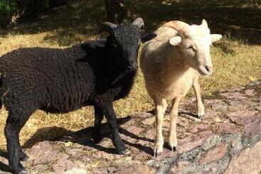 פנסיון Avel West