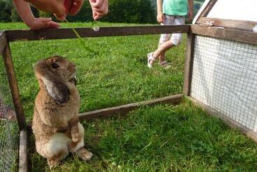 Отель Gölsenhof Fam. Büchinger